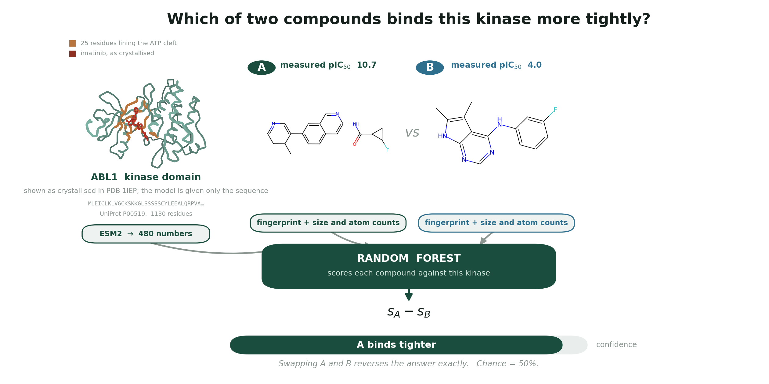 How the model works: an ABL1 kinase sequence is encoded by ESM2 into 480 numbers, each compound into a fingerprint plus size and atom counts; a random forest scores each compound against the kinase and the difference of the two scores decides which binds tighter.
