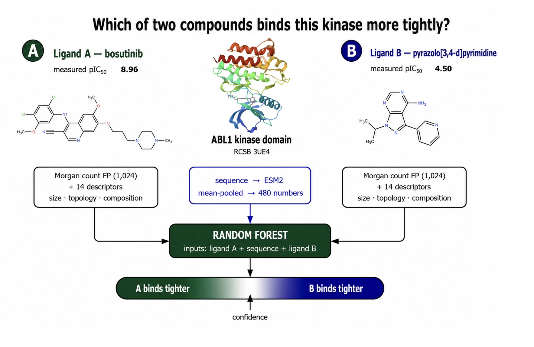 The potency model: ligand A, one kinase sequence and ligand B enter a single random forest in that fixed order. Each ligand becomes a 1,024-bit Morgan count fingerprint plus 14 descriptors; the sequence becomes 480 ESM2 numbers. The forest returns the probability that ligand A is the more potent of the two, shown on a confidence bar running from A binds tighter to B binds tighter. The worked case is bosutinib, measured pIC50 8.96, against a pyrazolo[3,4-d]pyrimidine at 4.50 on the ABL1 kinase domain, RCSB 3UE4.