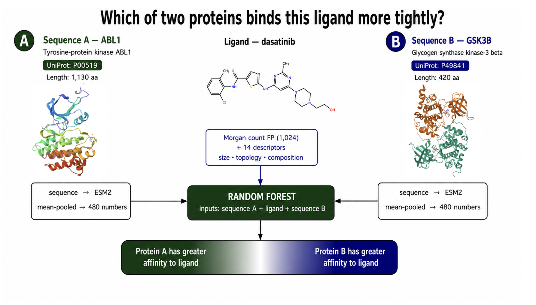 The selectivity model: sequence A, one ligand and sequence B enter a single random forest in that fixed order. Each sequence becomes 480 ESM2 numbers through ESM2 and the ligand becomes a 1,024-bit Morgan count fingerprint plus 14 descriptors. The forest returns two probabilities that sum to 1, shown on a bar running from protein A has greater affinity to the ligand to protein B has greater affinity. The worked case is dasatinib between ABL1 and GSK3B.